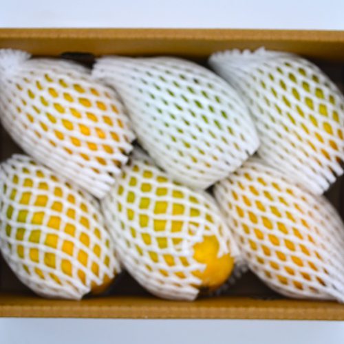 KESAR MANGOES (6'S)