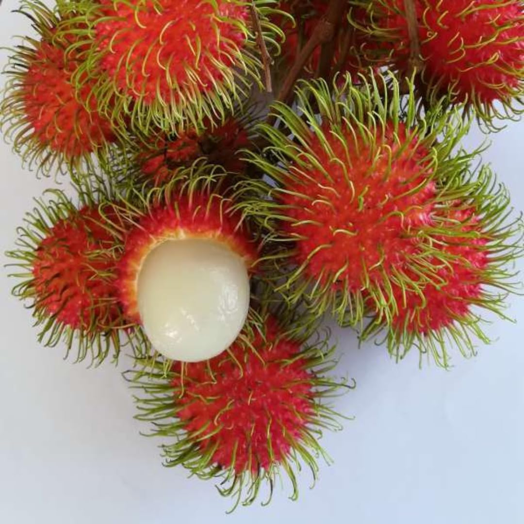 RAMBUTAN