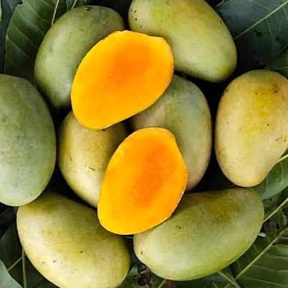 AMRAPALI MANGOES